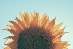 An image of a large sunflower for Altitude Counseling. We offer therapy in Colorado Springs, CO, online therapy in Colorado, and other services. Contact an online therapist in Colorado for more info!
